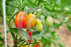 Ripe tomatoes in garden, fresh red vegetable hanging on branch
