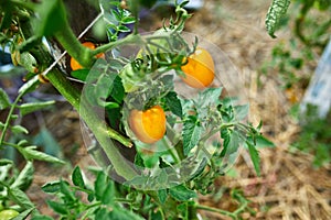 Ripe tomatoes in garden, fresh red vegetable hanging on branch organic vegetable production