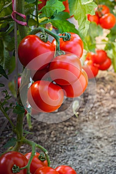 Ripe tomatoes in garden ready to harvest