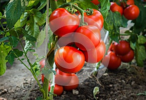 Ripe tomatoes in garden ready to harvest