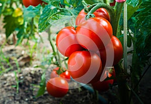 Ripe tomatoes in garden ready to harvest