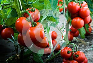 Ripe tomatoes in garden ready to harvest