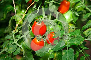 The ripe tomatoes in the garden in the summer