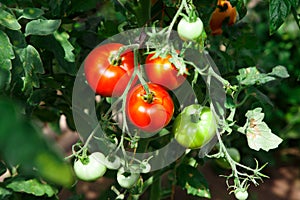 The ripe tomatoes in the garden in the summer