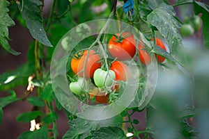 The ripe tomatoes in the garden in the summer