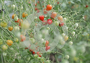 Ripe tomatoes growing on the branches