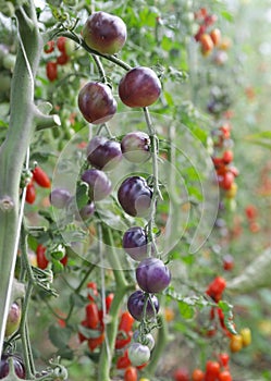 Ripe tomatoes growing on the branches