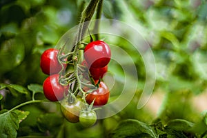 Ripe tomatoes growing on vine in organic vegetable garden. Red cherry heirloom tomatoes. Solanum lycopersicum. Copy space. Bokeh