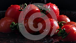 ripe tomatoes harvested in harvest season are watered with drops of water on a black background, close-up