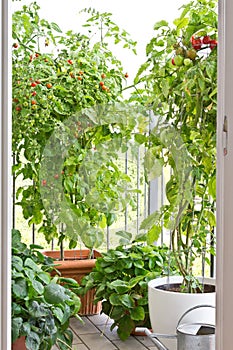 Ripe tomatoes plants pots balcony