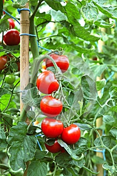 Ripe tomatoes ready to pick