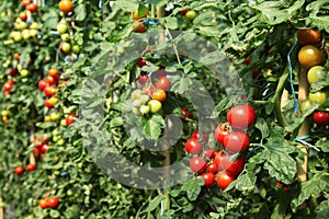 Ripe tomatoes ready to pick