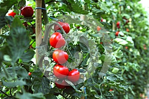 Ripe tomatoes ready to pick