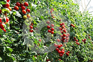 Ripe tomatoes ready to pick