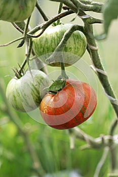 Ripe tomatoes of the Striped chocolate variety on a branch