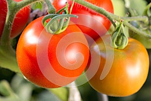 Ripe tomatoes on a tomato bush in a garden