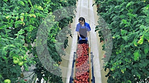 Ripe tomatoes, vegetable harvest concept. Greenhouse worker collects red tomatoes.