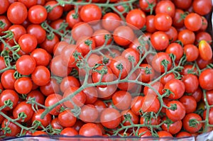 Ripe tomatoes on a vine