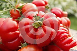 Ripe tomatoes in a wooden box in the garden