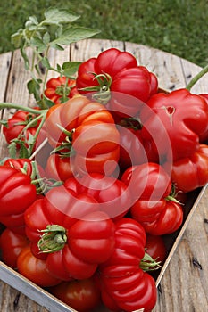 Ripe tomatoes in a wooden box in the garden