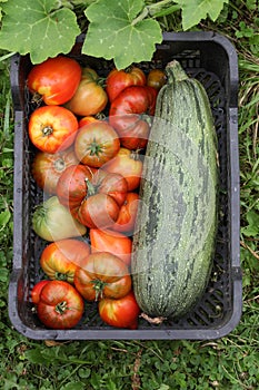 Ripe tomatoes and zucchini in a vegetable box