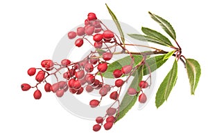Ripe toyon fruit and leaves on white