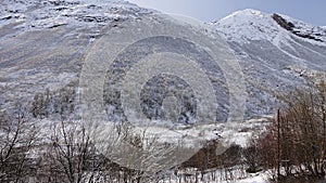 Ripe trees in Valldola valley on Trollstigen route in snow in Norway