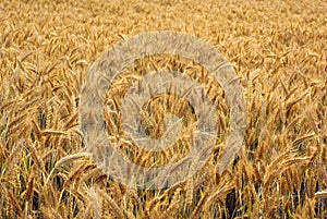 Ripe triticale field