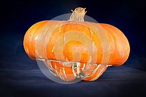 Ripe Turban Squash pumpkin