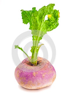 Ripe turnip