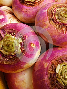 Ripe turnip vegetable close-up 2