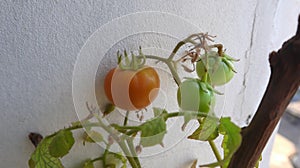 A ripe and two raw tomatoes grown at home garden in Dhaka, Bangladesh