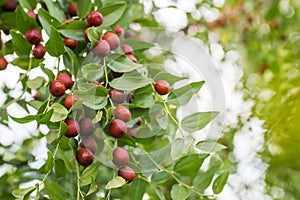 Ripe unabi on a tree branch in the garden. Close-up of tree branches with fruits Zizyphus