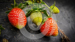 Ripe and underripe strawberries on a tree in a strawberry garden