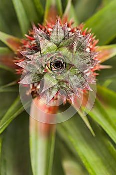 Ripe unpicked pineapple beautiful crown