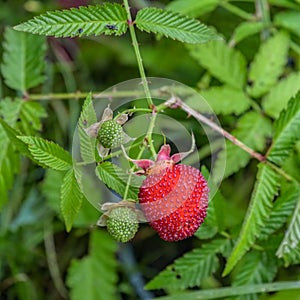 Ripe and unripe berries on shrub of Rubus illecebrosus. Common names include balloon berry and strawberry raspberry