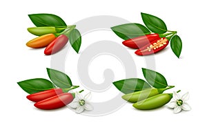 Ripe and unripe bird`s eye chili pepper pods with flower and leaves isolated on white background