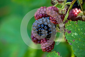 Ripe and unripe blackberries on the bush. Blackberries on the bush in various stages of ripeness