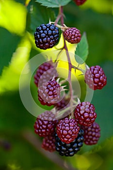 Ripe and unripe blackberries on the bush. Blackberries on the bush in various stages of ripeness