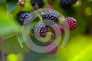 Ripe and unripe blackberries on the bush. Blackberries on the bush in various stages of ripeness