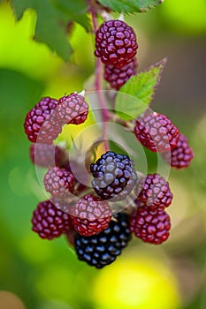 Ripe and unripe blackberries on the bush. Blackberries on the bush in various stages of ripeness