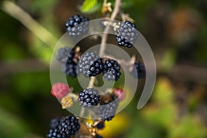 Ripe and unripe blackberries on the bush with selective focus. Berry background