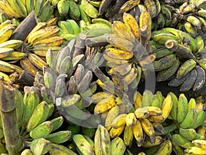 Ripe & Unripe Borneo Bananas photo