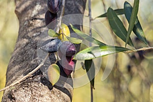Ripe and unripe Calamata olives growing on olive tree branch with blurred background and copy space