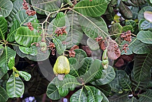 Ripe and Unripe Cashew Nuts in Tree