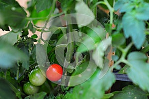Ripe and unripe cherry tomatoes on the plant