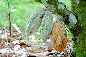Ripe and unripe cocoa fruit on the tree