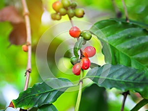 Ripe and unripe coffee beans berries on a branch.