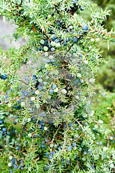 Ripe and unripe cone berries of Juniperus communis(common juniper) photo