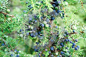 Ripe and unripe cone berries of Juniperus communis(common juniper)